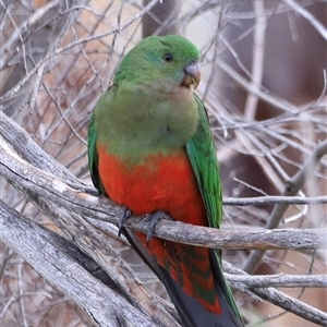 Alisterus scapularis at Rendezvous Creek, ACT - 16 Nov 2024