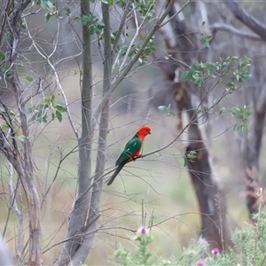 Alisterus scapularis at Rendezvous Creek, ACT - 16 Nov 2024