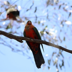 Alisterus scapularis at Rendezvous Creek, ACT - 16 Nov 2024