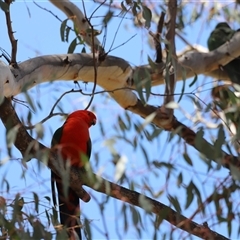 Alisterus scapularis at Rendezvous Creek, ACT - 16 Nov 2024