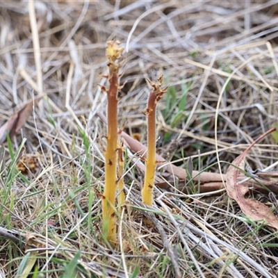 Orobanche minor (Broomrape) at Rendezvous Creek, ACT - 16 Nov 2024 by JimL