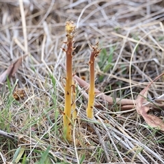 Orobanche minor at Rendezvous Creek, ACT - 16 Nov 2024 01:43 PM