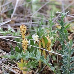 Orobanche minor at Rendezvous Creek, ACT - 16 Nov 2024 01:43 PM