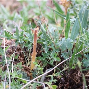 Orobanche minor at Rendezvous Creek, ACT - 16 Nov 2024 01:43 PM