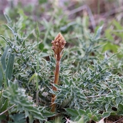 Orobanche minor at Rendezvous Creek, ACT - 16 Nov 2024 01:43 PM