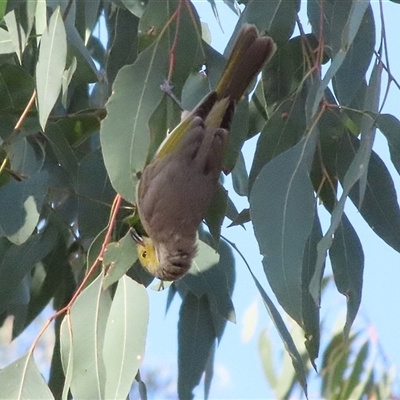 Ptilotula penicillata (White-plumed Honeyeater) at Bogee, NSW - 16 Nov 2024 by MandyandScott