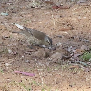 Climacteris picumnus picumnus (Brown Treecreeper) at Bogee, NSW by ScottandMandy