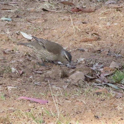 Climacteris picumnus picumnus (Brown Treecreeper) at Bogee, NSW - 16 Nov 2024 by MandyandScott
