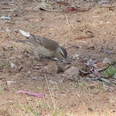 Climacteris picumnus picumnus (Brown Treecreeper) at Bogee, NSW - 16 Nov 2024 by ScottandMandy