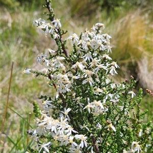 Olearia floribunda at Cotter River, ACT - 16 Nov 2024