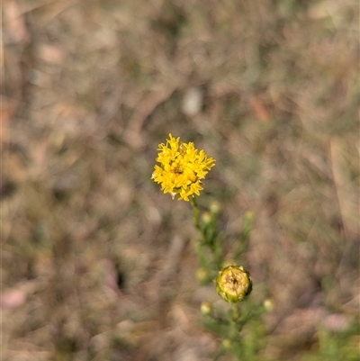 Rutidosis leptorhynchoides (Button Wrinklewort) at Lake George, NSW - 16 Nov 2024 by MPennay