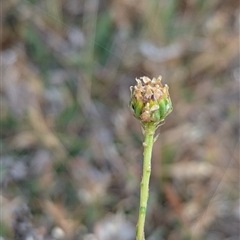 Rutidosis leptorhynchoides at Lake George, NSW - 16 Nov 2024