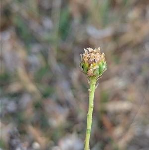 Rutidosis leptorhynchoides at Lake George, NSW - 16 Nov 2024