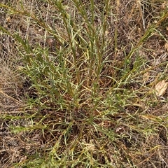 Rutidosis leptorhynchoides at Lake George, NSW - 16 Nov 2024