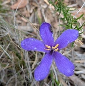 Cheiranthera linearis at Lake George, NSW - 16 Nov 2024 04:15 PM