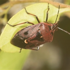 Cermatulus nasalis (Predatory shield bug, Glossy shield bug) at Higgins, ACT - 15 Nov 2024 by AlisonMilton