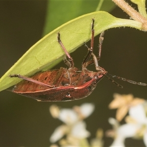 Cermatulus nasalis at Higgins, ACT - 15 Nov 2024