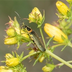 Chauliognathus lugubris (Plague Soldier Beetle) at Lawson, ACT - 11 Nov 2024 by AlisonMilton