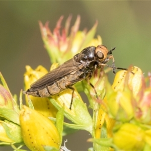 Inopus rubriceps (Sugarcane Soldier Fly) at Lawson, ACT by AlisonMilton