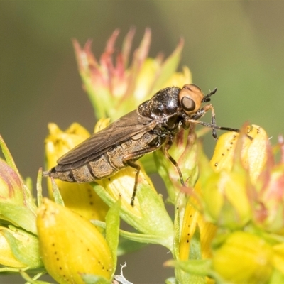 Inopus rubriceps (Sugarcane Soldier Fly) at Lawson, ACT - 11 Nov 2024 by AlisonMilton