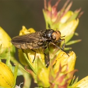 Inopus rubriceps at Lawson, ACT - 11 Nov 2024 11:34 AM