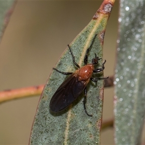 Bibio imitator (Garden maggot) at McKellar, ACT by AlisonMilton