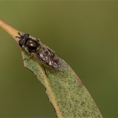 Syrphini sp. (tribe) (Unidentified syrphine hover fly) at McKellar, ACT - 11 Nov 2024 by AlisonMilton