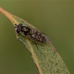 Syrphini (tribe) at McKellar, ACT - 11 Nov 2024 12:51 PM