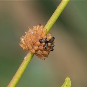 Paropsis atomaria at McKellar, ACT - 11 Nov 2024