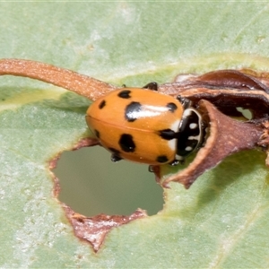 Hippodamia variegata (Spotted Amber Ladybird) at McKellar, ACT by AlisonMilton