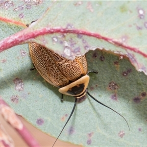 Ellipsidion australe at McKellar, ACT - 11 Nov 2024