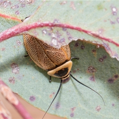 Ellipsidion australe (Austral Ellipsidion cockroach) at McKellar, ACT - 11 Nov 2024 by AlisonMilton