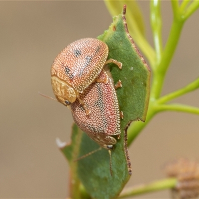 Paropsis atomaria (Eucalyptus leaf beetle) at McKellar, ACT - 11 Nov 2024 by AlisonMilton