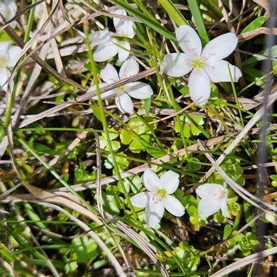 Montia australasica (White Purslane) at Cotter River, ACT - 16 Nov 2024 by BethanyDunne