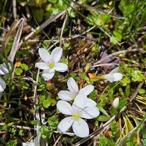 Montia australasica at Cotter River, ACT - 16 Nov 2024