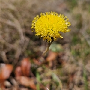 Leptorhynchos elongatus at Cotter River, ACT - 16 Nov 2024