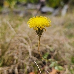 Leptorhynchos elongatus at Cotter River, ACT - 16 Nov 2024