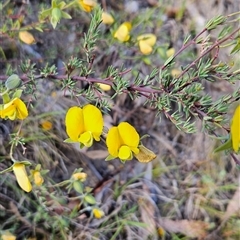 Gompholobium huegelii (pale wedge–pea) at Tennent, ACT - 15 Nov 2024 by BethanyDunne