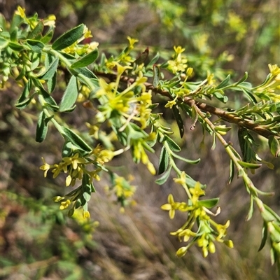 Pimelea pauciflora (Poison Rice Flower) at Tennent, ACT - 15 Nov 2024 by BethanyDunne