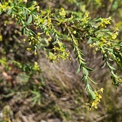 Pimelea pauciflora at Tennent, ACT - 16 Nov 2024