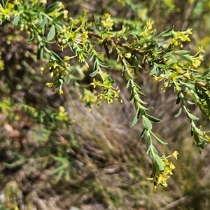 Pimelea pauciflora at Tennent, ACT - 16 Nov 2024