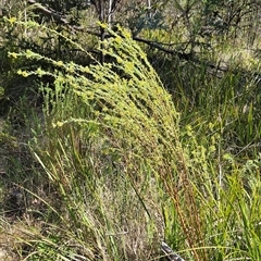 Pimelea pauciflora at Tennent, ACT - 16 Nov 2024