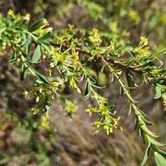 Pimelea pauciflora at Tennent, ACT - 16 Nov 2024