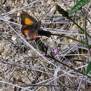 Paralucia aurifera (Bright Copper) at Tennent, ACT by BethanyDunne