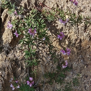 Lotus australis at Tennent, ACT - 16 Nov 2024 09:09 AM