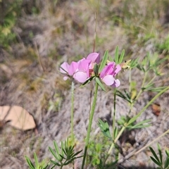 Lotus australis (Austral Trefoil) at Tennent, ACT - 15 Nov 2024 by BethanyDunne