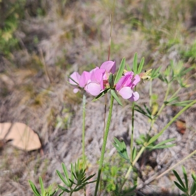 Lotus australis (Austral Trefoil) at Tennent, ACT - 15 Nov 2024 by BethanyDunne