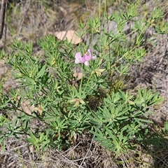 Lotus australis at Tennent, ACT - 16 Nov 2024 09:00 AM