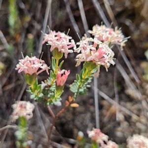 Pimelea linifolia subsp. caesia at Tennent, ACT - 16 Nov 2024