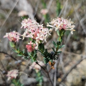 Pimelea linifolia subsp. caesia at Tennent, ACT - 16 Nov 2024